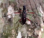 Darkling Beetle photo